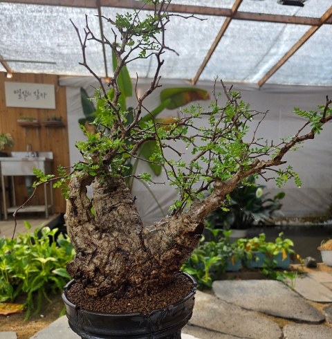 브이아이피 아프리카 식물(방문기자단)-전주/덕진구/장동 (~12.15)